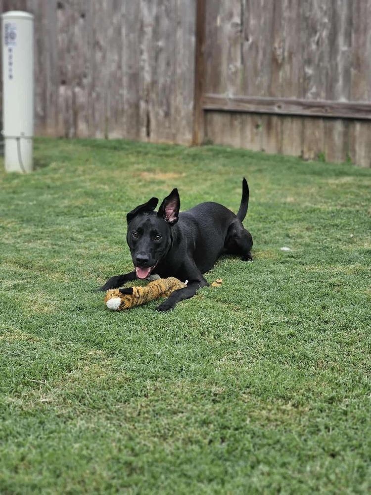 Enlarge Koa, a Adoptable mixed breed in Saugus, MA image 4/5