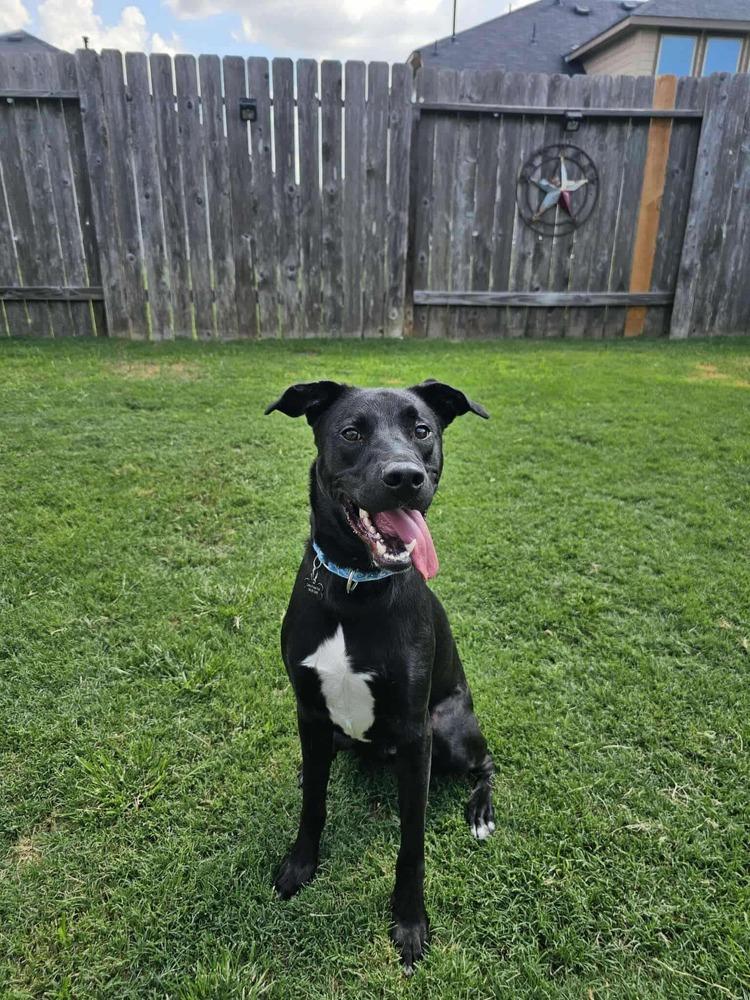 Enlarge Koa, a Adoptable mixed breed in Saugus, MA image 5/5