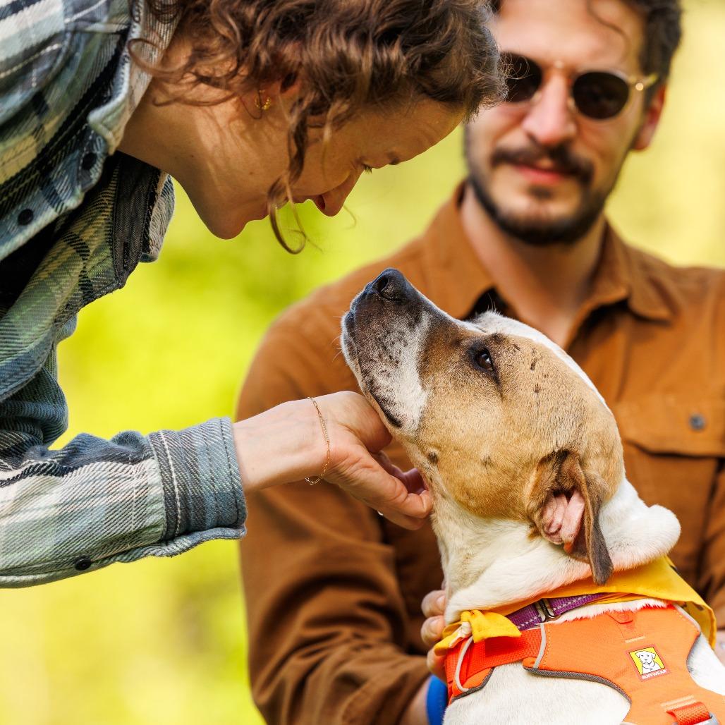 Sammy, Adoptable, Adult Male Mixed Breed.