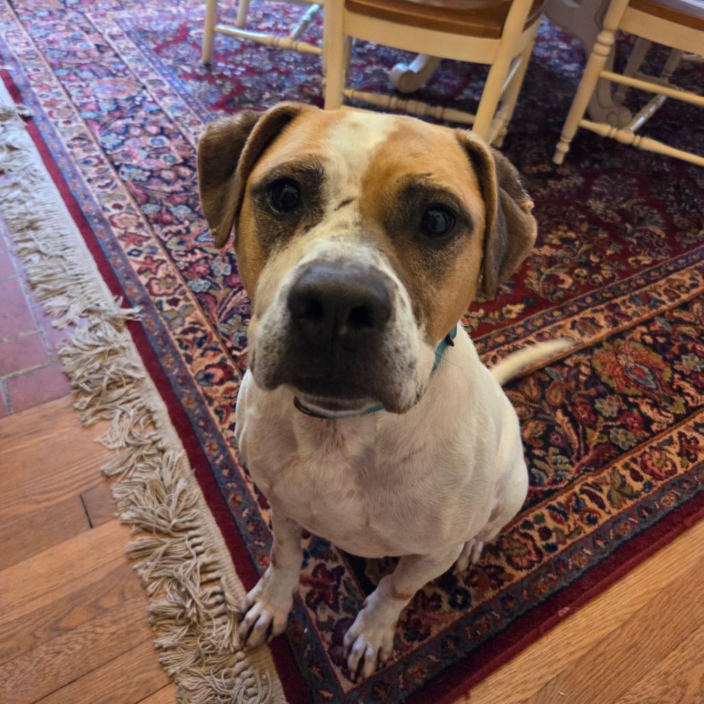 Sammy, a Adoptable Mixed Breed in Durham, NC image 1/6