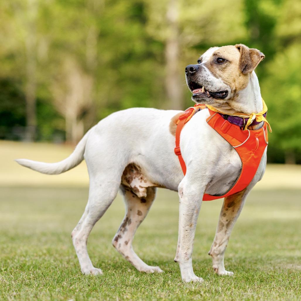 Enlarge Sammy, a Adoptable Mixed Breed in Durham, NC image 3/6