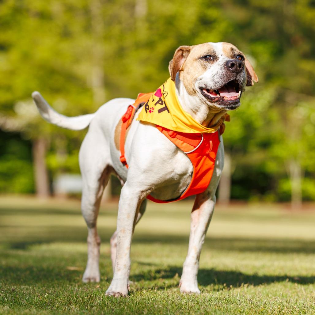 Enlarge Sammy, a Adoptable Mixed Breed in Durham, NC image 4/6