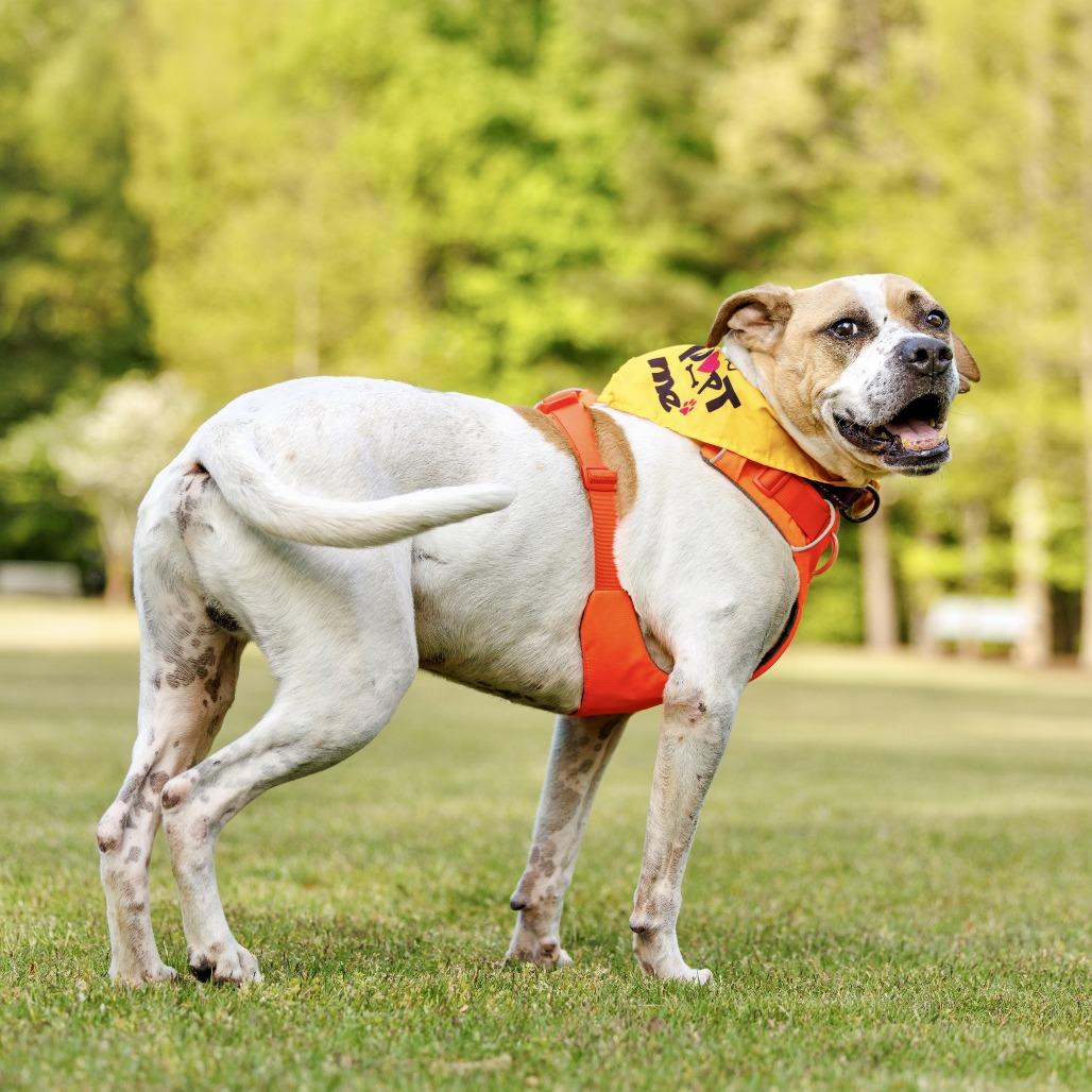 Enlarge Sammy, a Adoptable Mixed Breed in Durham, NC image 5/6