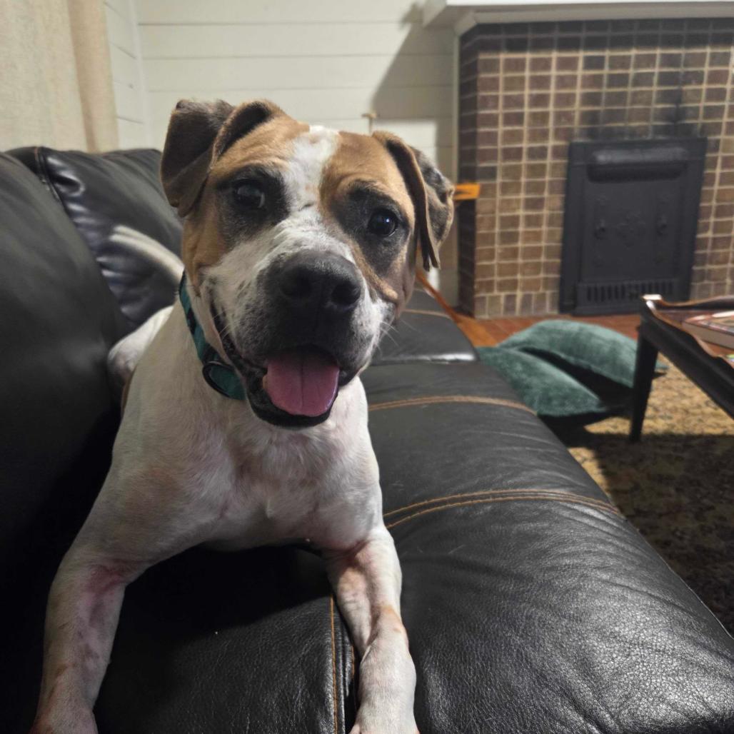 Sammy, a Adoptable Mixed Breed in Durham, NC image 2/6