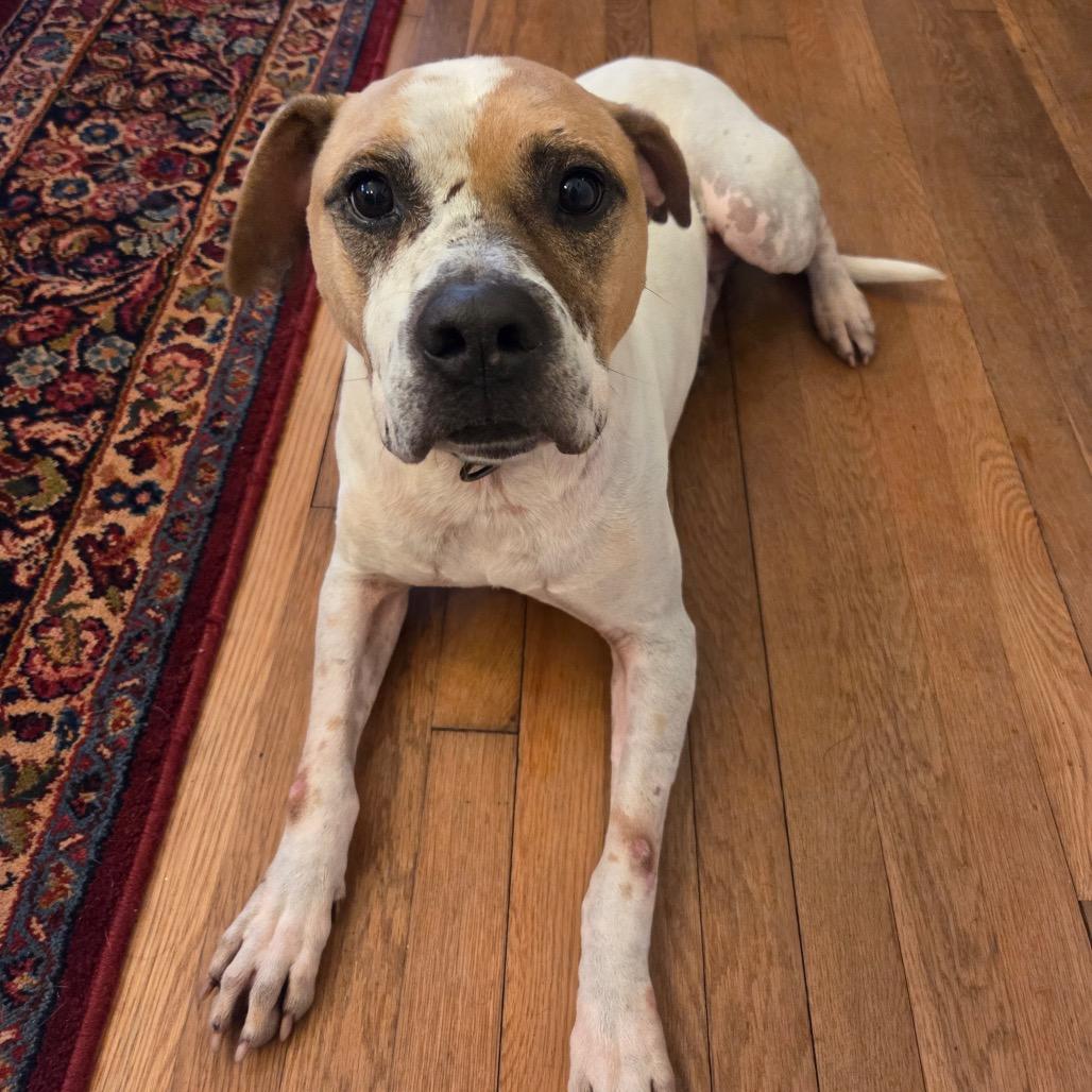 Sammy, a Adoptable Mixed Breed in Durham, NC image 4/6