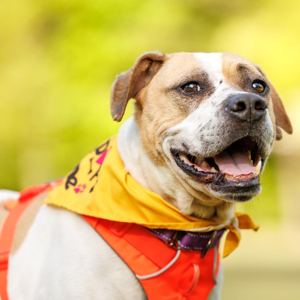 Enlarge Sammy, a Adoptable Mixed Breed in Durham, NC image 6/6