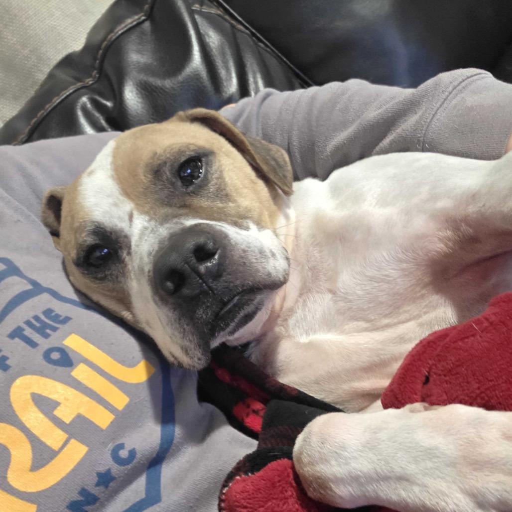 Sammy, a Adoptable Mixed Breed in Durham, NC image 5/6