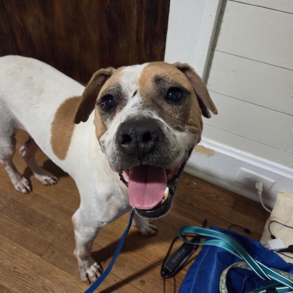 Sammy, a Adoptable Mixed Breed in Durham, NC image 6/6