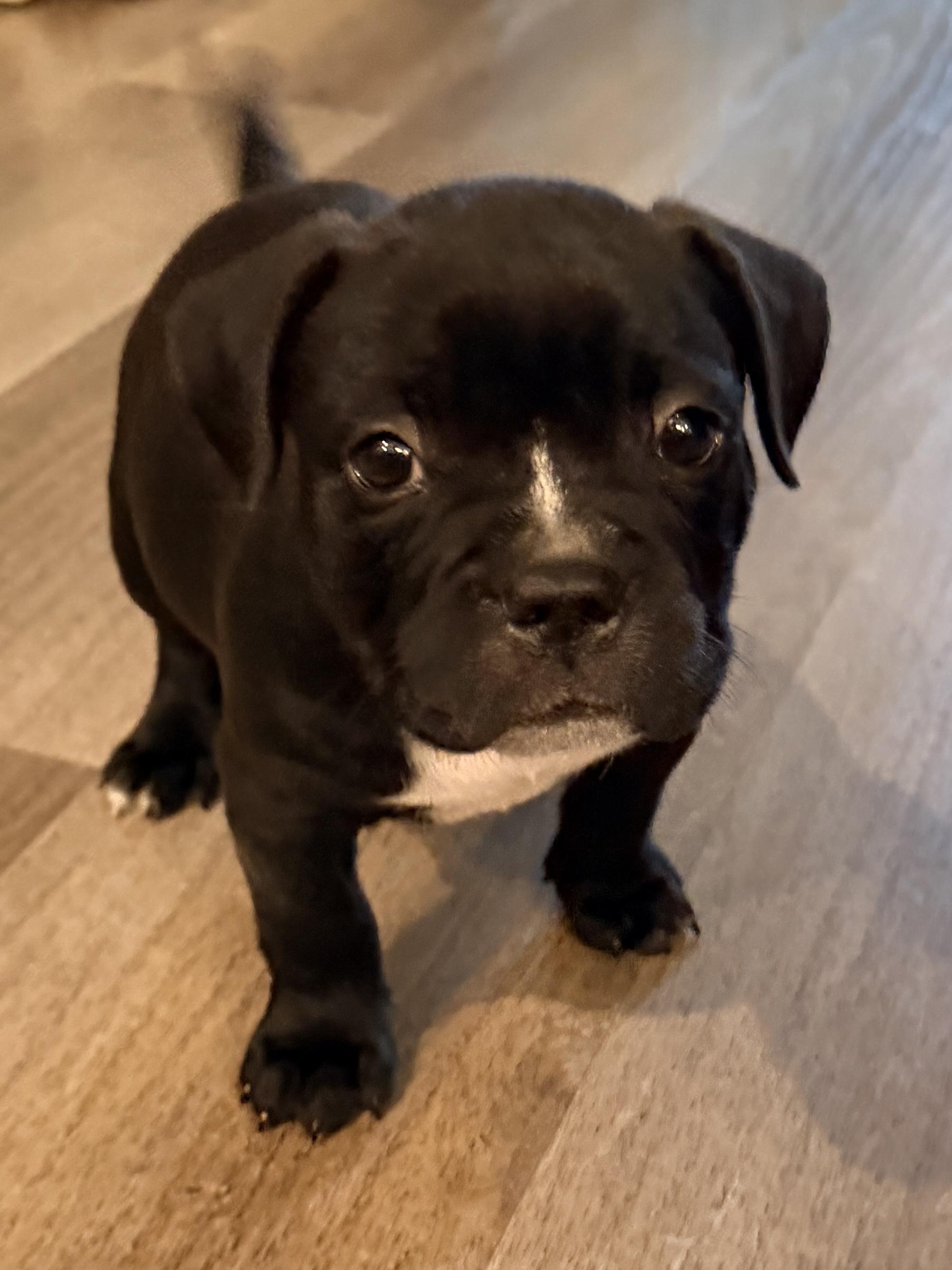 Goose, adopted, Puppy Male French Bulldog & American Staffordshire Terrier.