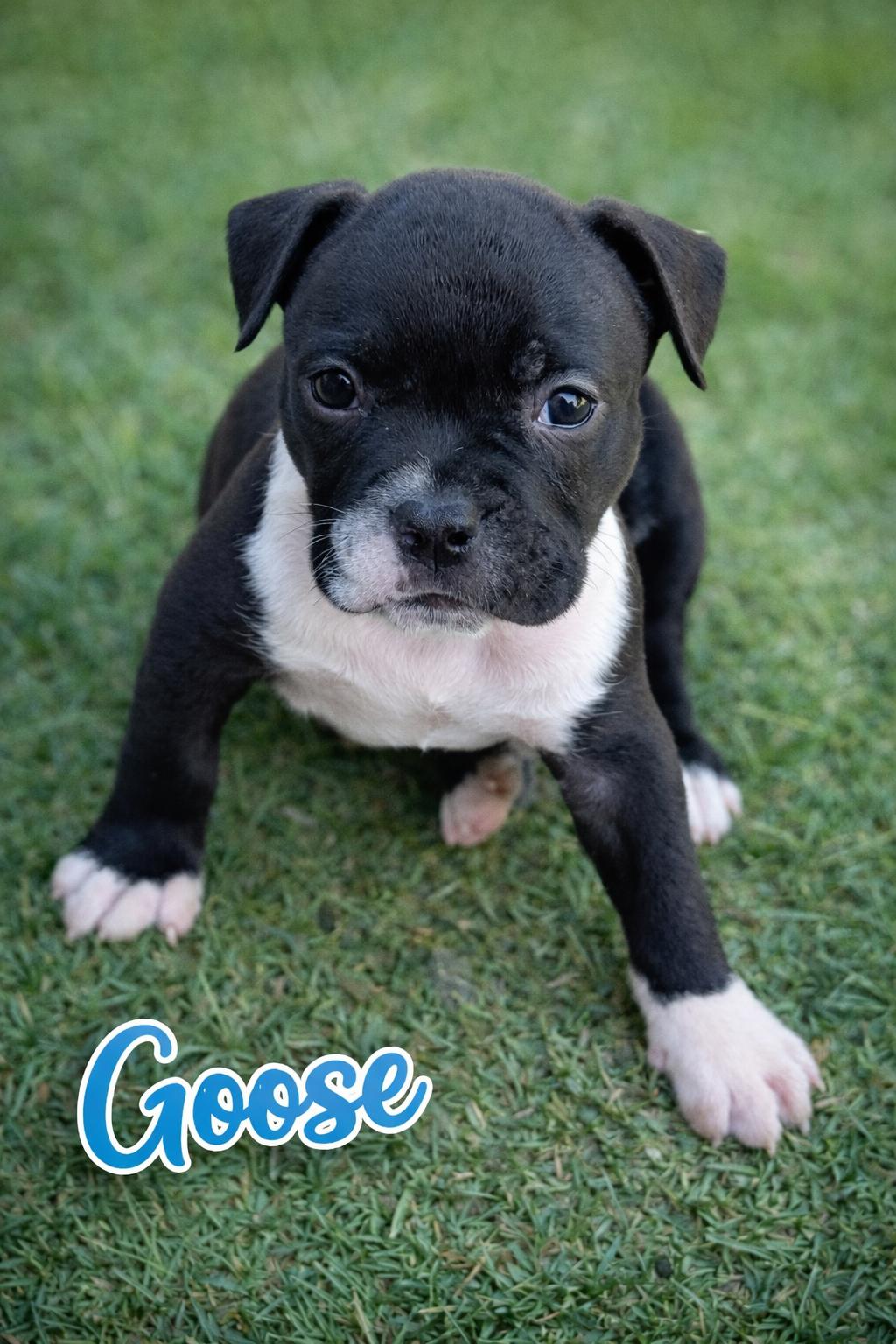 Enlarge Goose, an adopted mixed breed in roseville, CA image 5/5