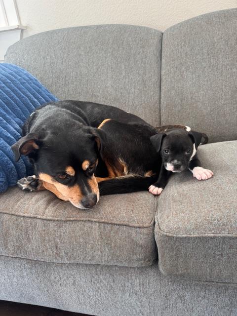 Enlarge Goose, an adopted mixed breed in roseville, CA image 3/5