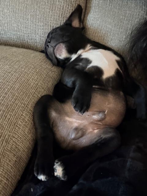 Enlarge Goose, an adopted mixed breed in roseville, CA image 4/5