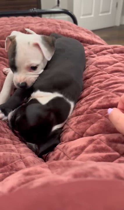 Enlarge Goose, an adopted mixed breed in roseville, CA video 2/5