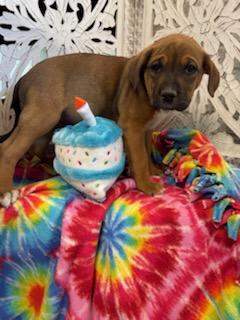 Bryer, Adoptable, Puppy Male Bullmastiff & American Staffordshire Terrier.