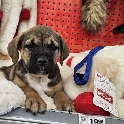 Bryer, Adoptable, Puppy Male Bullmastiff & American Staffordshire Terrier.