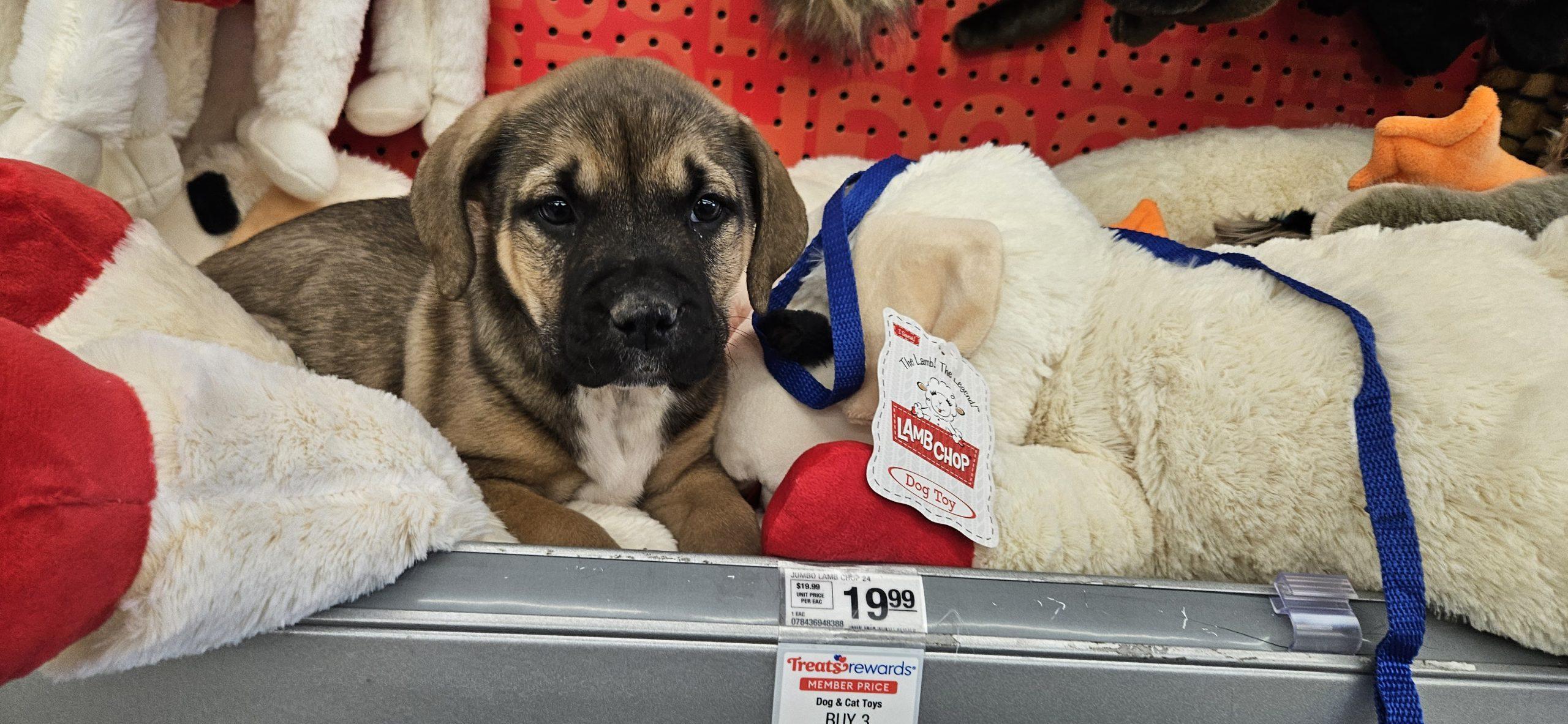 Enlarge Bryer, a Adoptable mixed breed in Kirksville, MO image 3/4