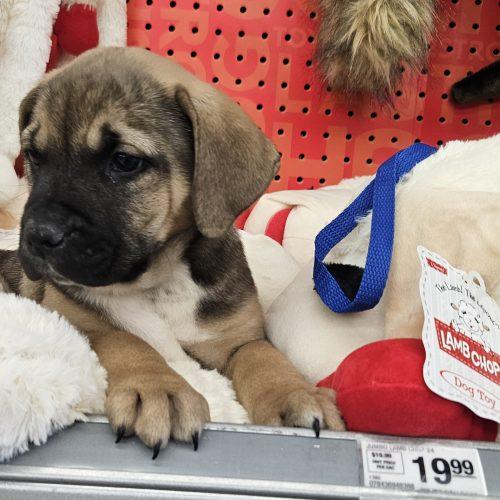Enlarge Bryer, a Adoptable mixed breed in Kirksville, MO image 4/4