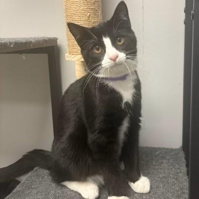 Spectre, adopted, Young Male Domestic Short Hair.