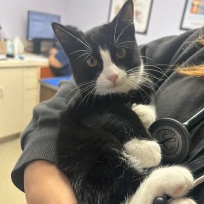 Enlarge Spectre, an adopted Domestic Short Hair in Fairfield, CT image 2/2