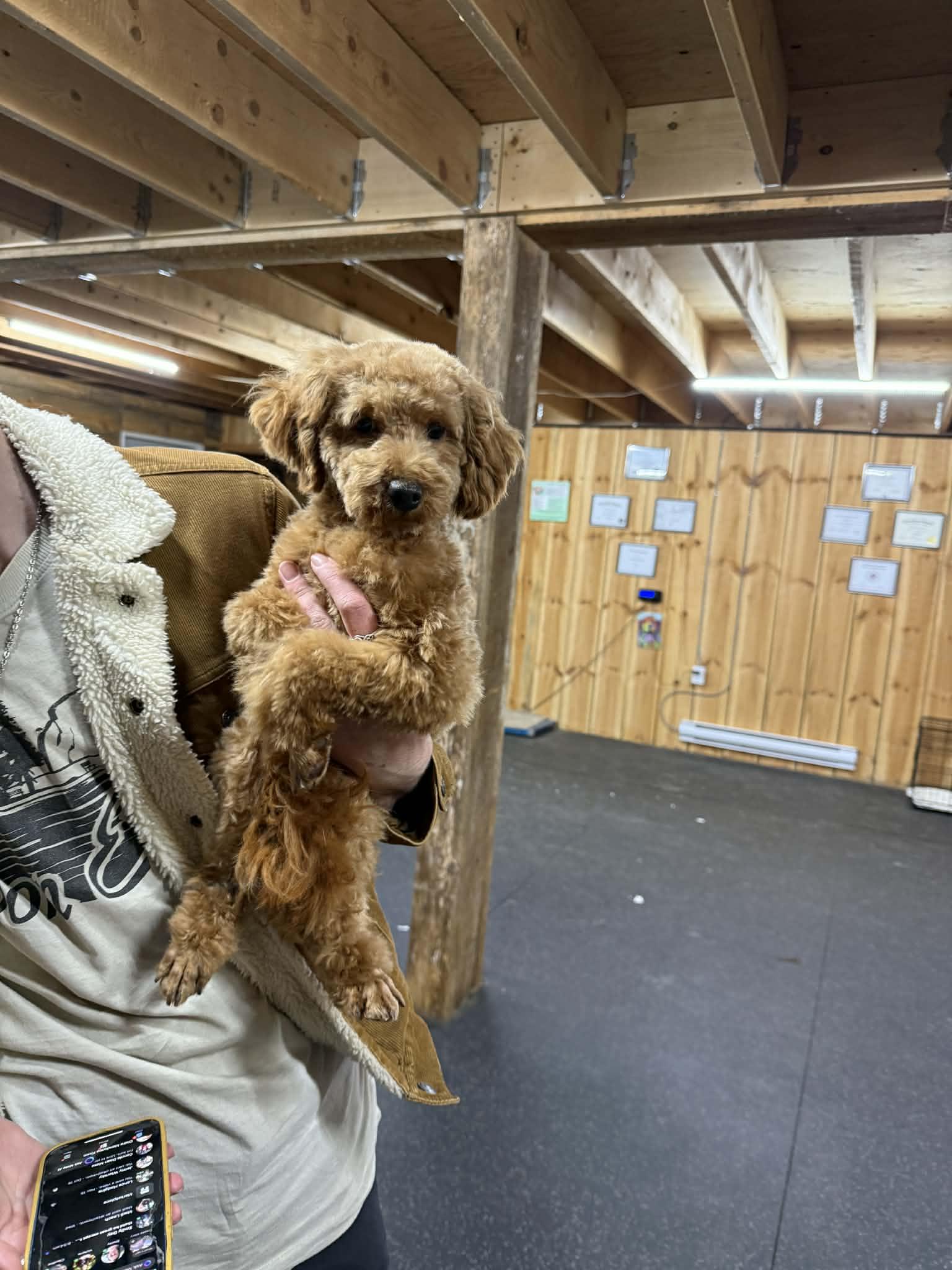 Enlarge Muffin, a ADOPTABLE Miniature Poodle in Lisle, ON image 1/2