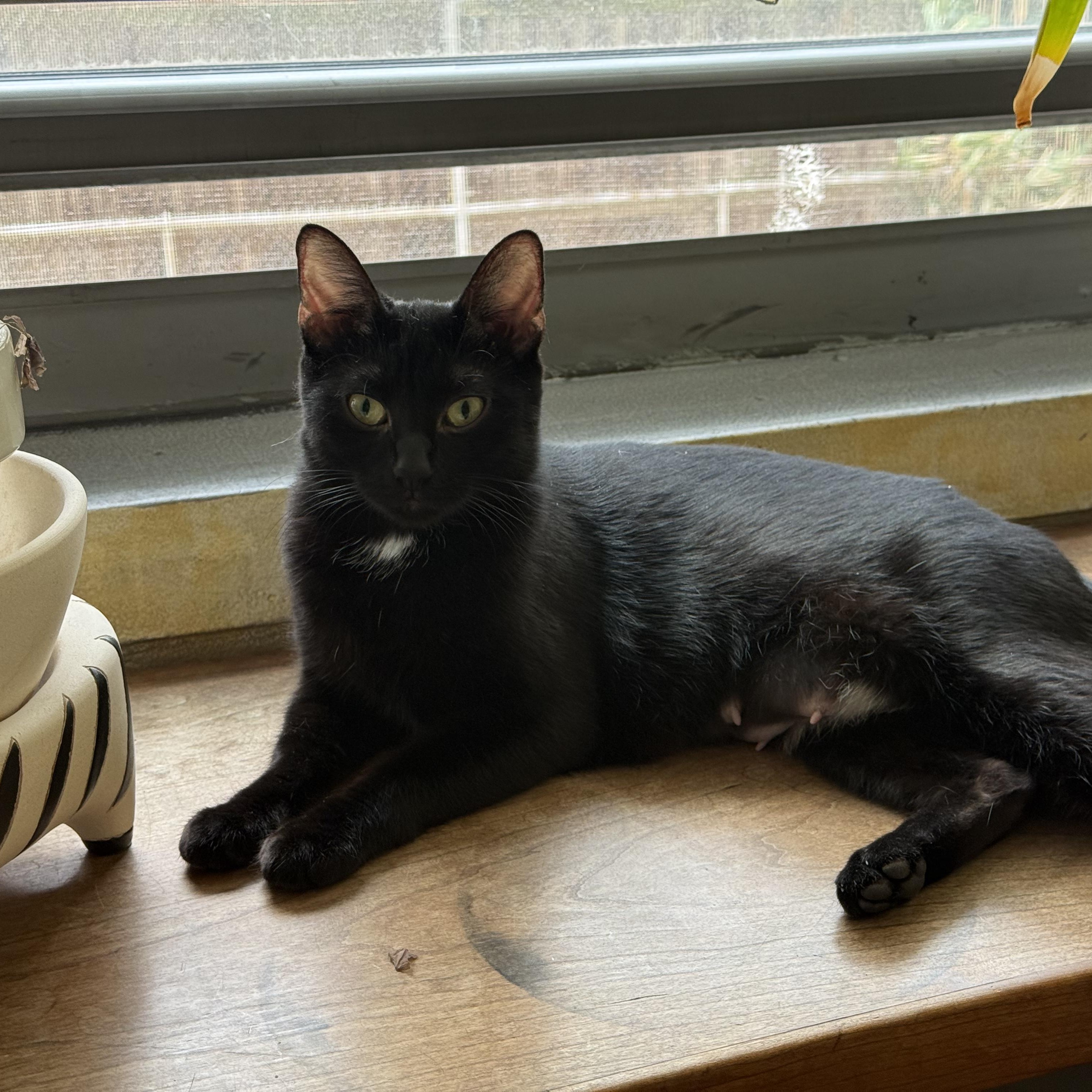 Enlarge Mimi, a ADOPTABLE mixed breed in New york, NY image 2/4
