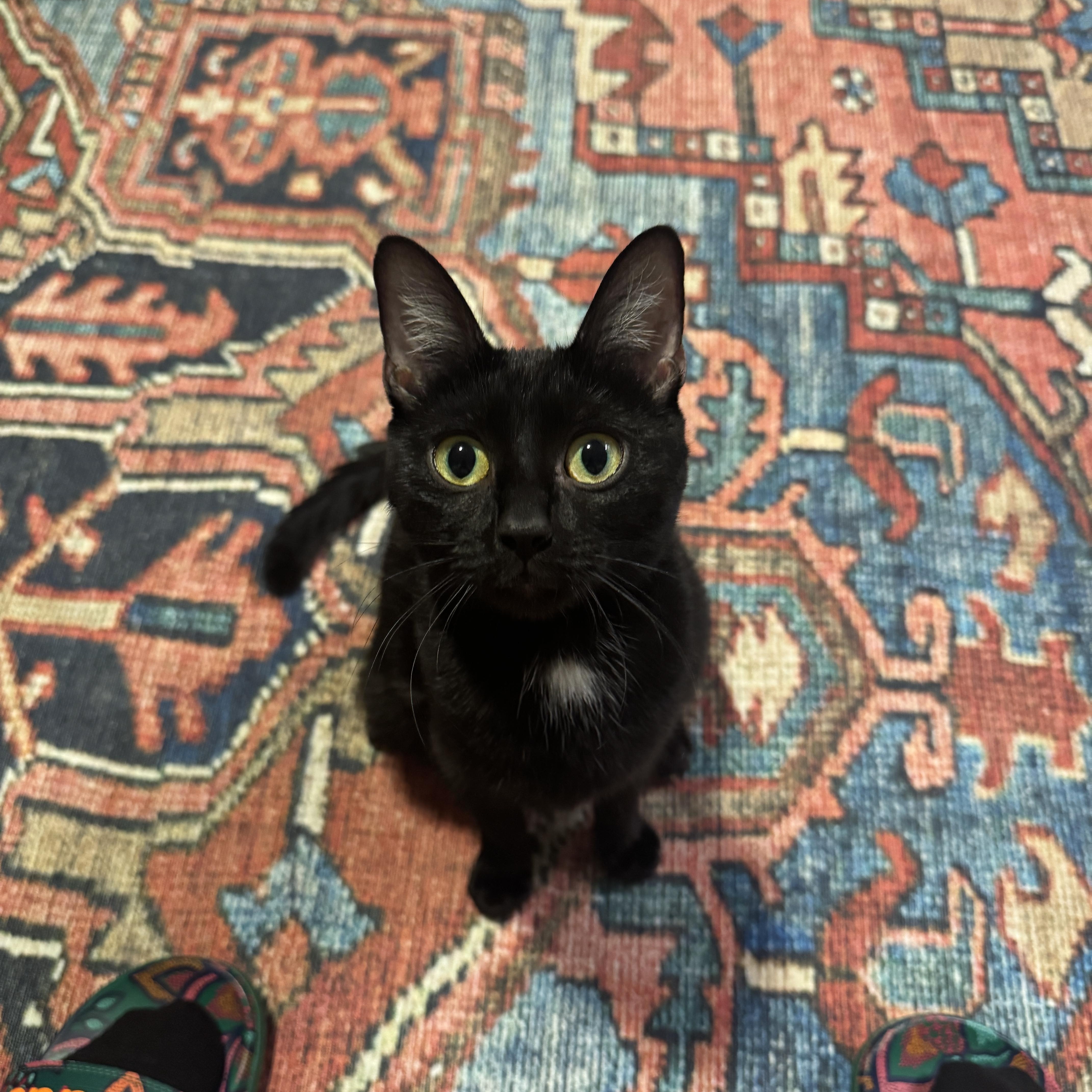 Mimi, ADOPTABLE, Young Female Domestic Short Hair.