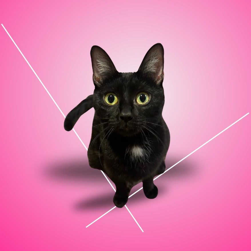 Mimi, ADOPTABLE, Young Female Domestic Short Hair.