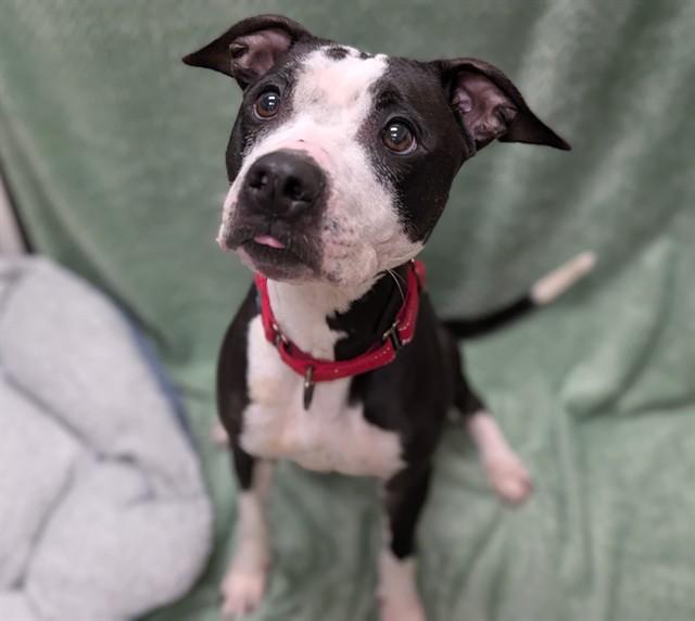 Enlarge CARDI, a Adoptable Pit Bull Terrier in Denver, CO image 1/1
