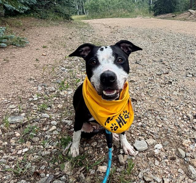 CARDI, Adoptable, Adult Female Pit Bull Terrier.