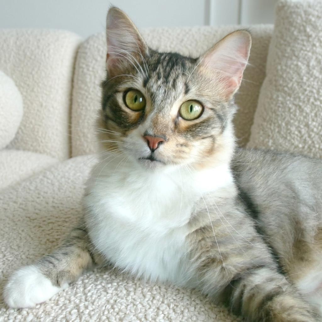 Desmond, ADOPTABLE, Young Male Domestic Medium Hair.