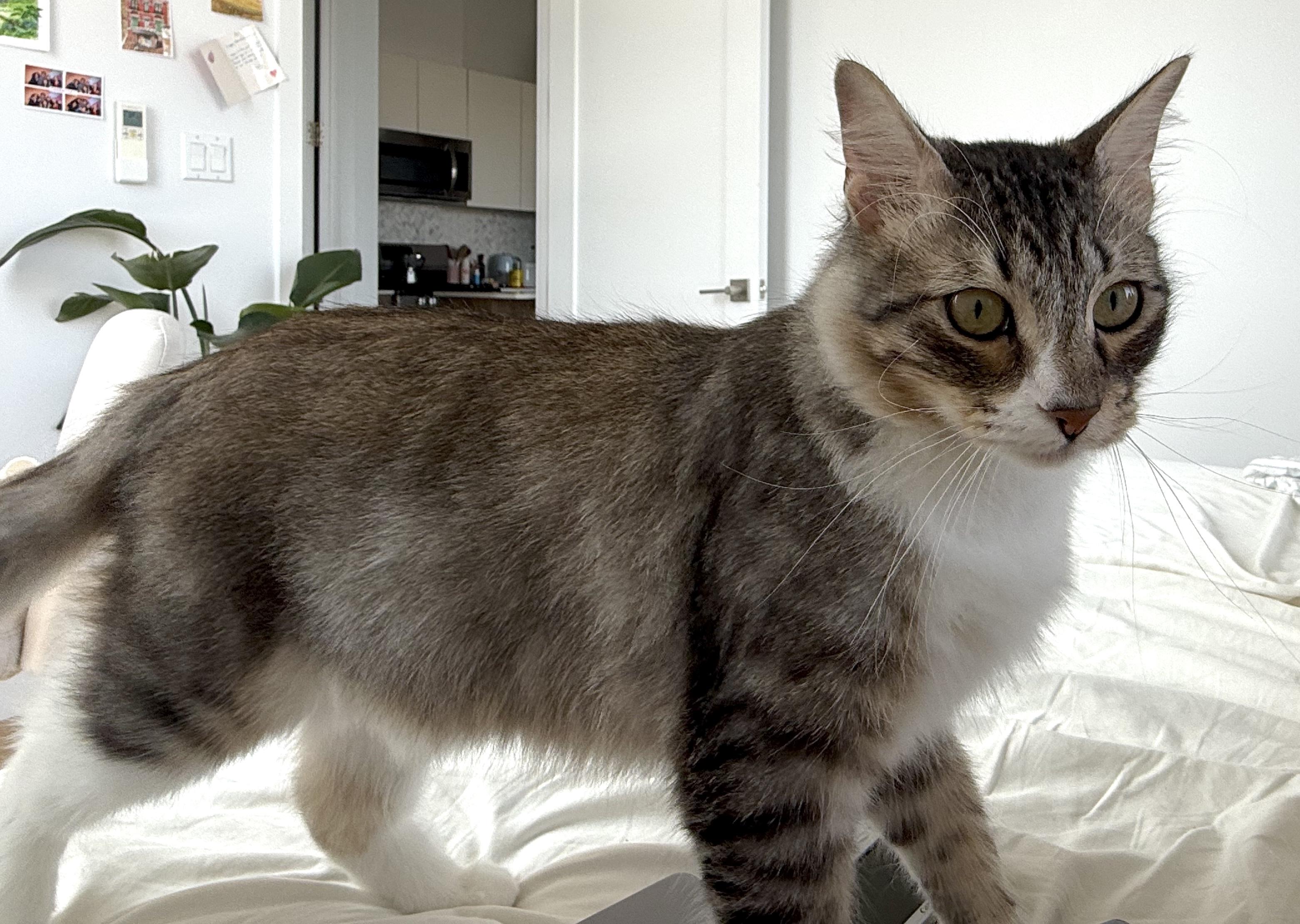 Desmond, a ADOPTABLE mixed breed in Brooklyn, NY image 2/6