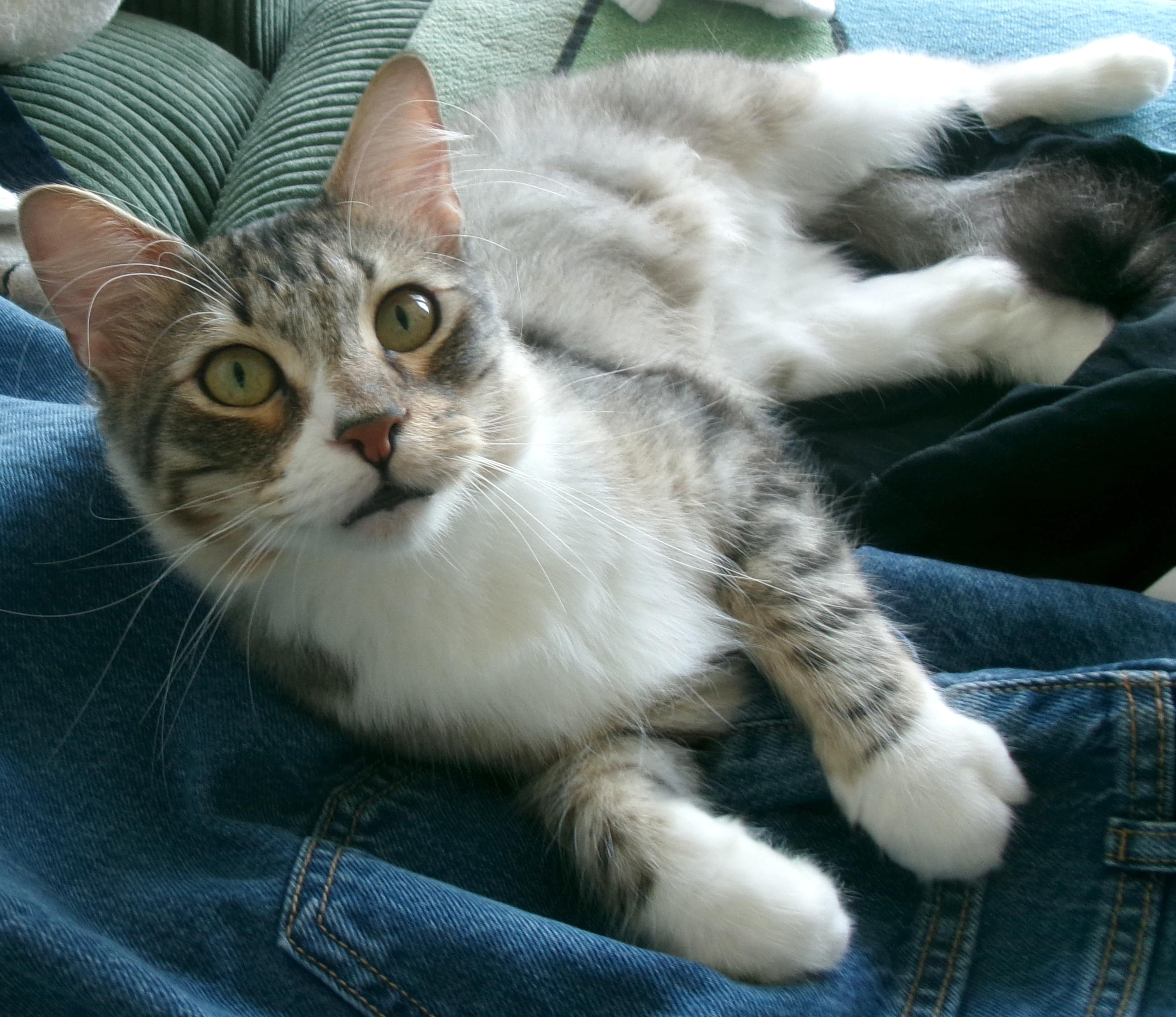 Desmond, a ADOPTABLE mixed breed in Brooklyn, NY image 4/6