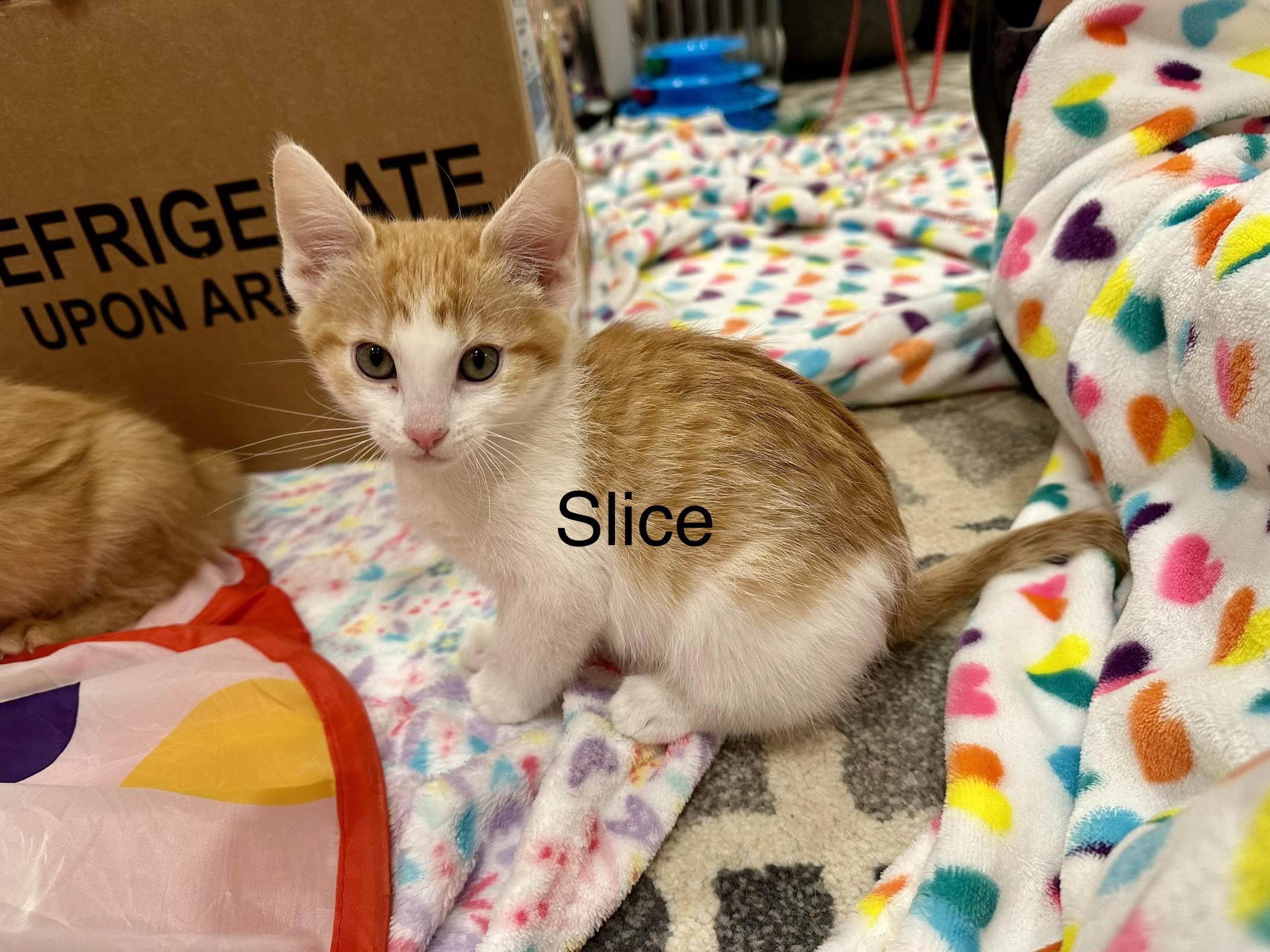 Slice, Adopted, Young Female Domestic Short Hair.