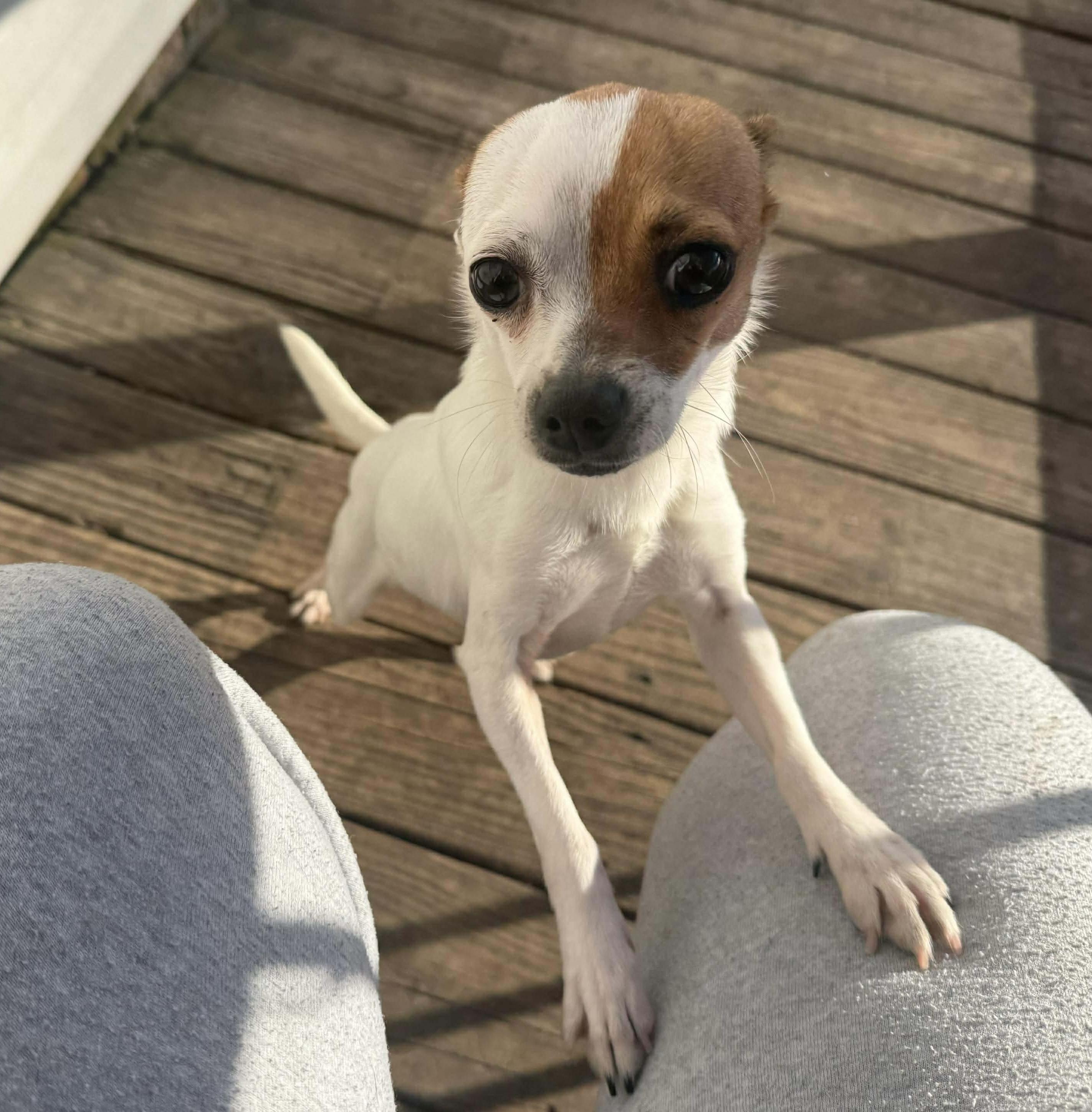 Toby, adopted, Young Male Chihuahua.