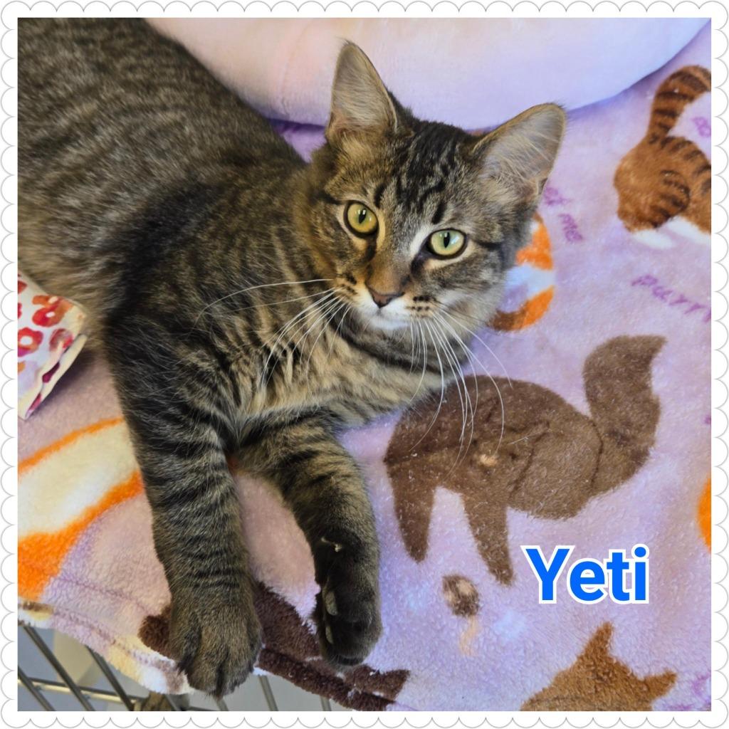 Yeti (nka Percy), Adopted, Young Male Domestic Long Hair.