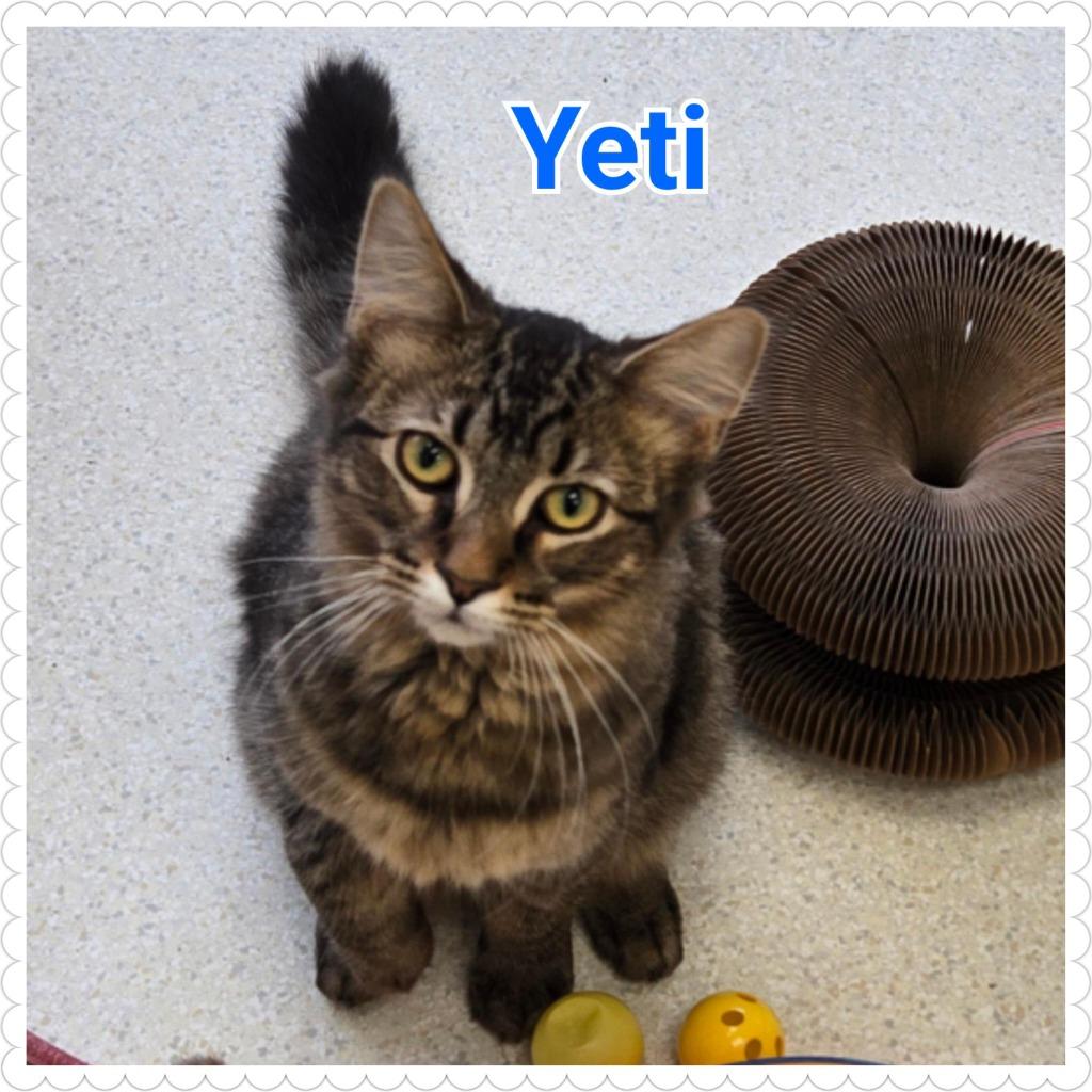 Enlarge Yeti (nka Percy), a Adopted mixed breed in North Saint Paul, MN image 2/6