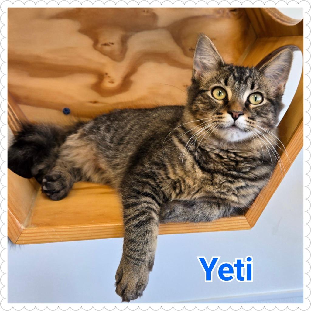 Enlarge Yeti (nka Percy), a Adopted mixed breed in North Saint Paul, MN image 3/6