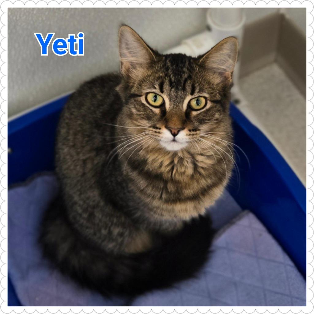 Enlarge Yeti (nka Percy), a Adopted mixed breed in North Saint Paul, MN image 4/6