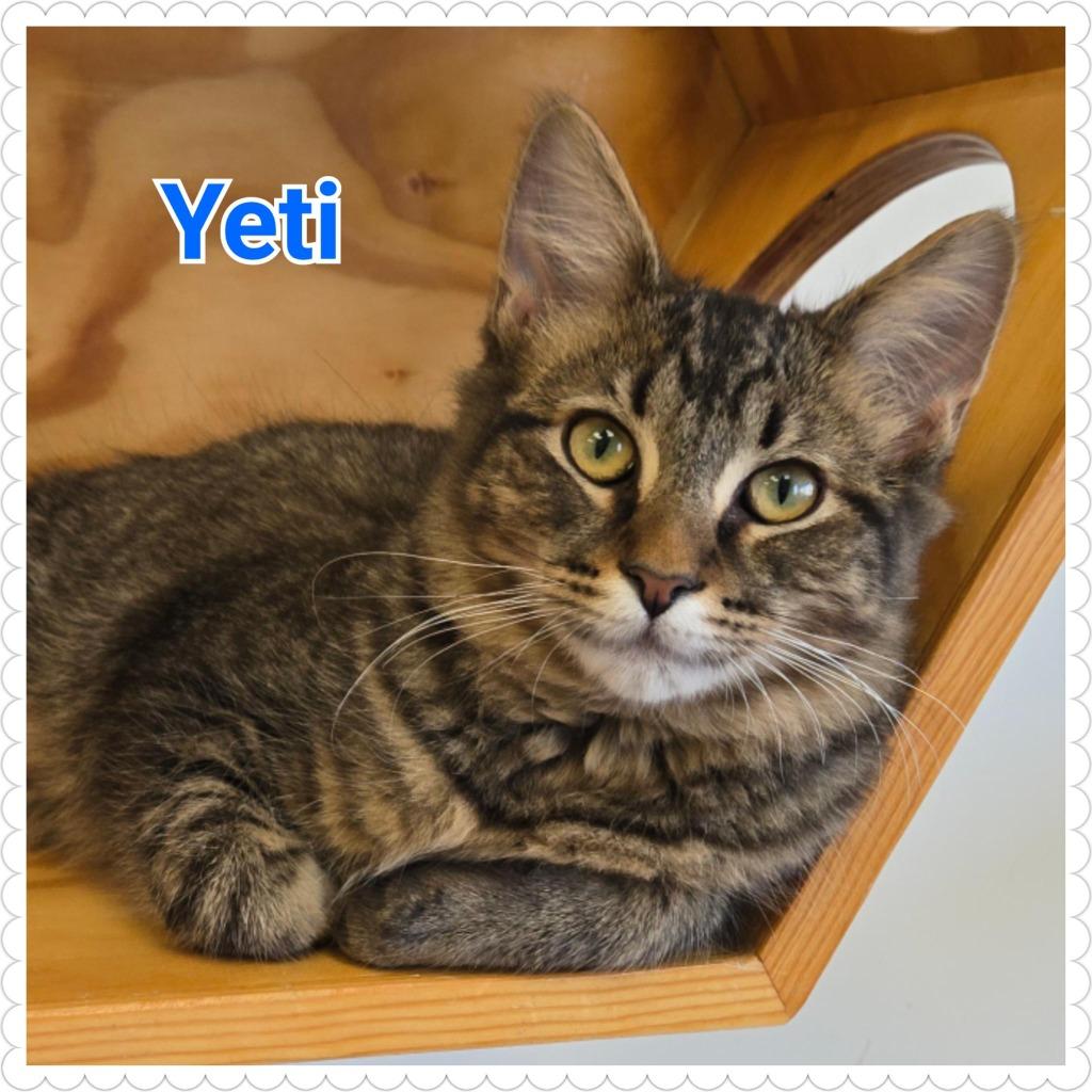 Enlarge Yeti (nka Percy), a Adopted mixed breed in North Saint Paul, MN image 5/6