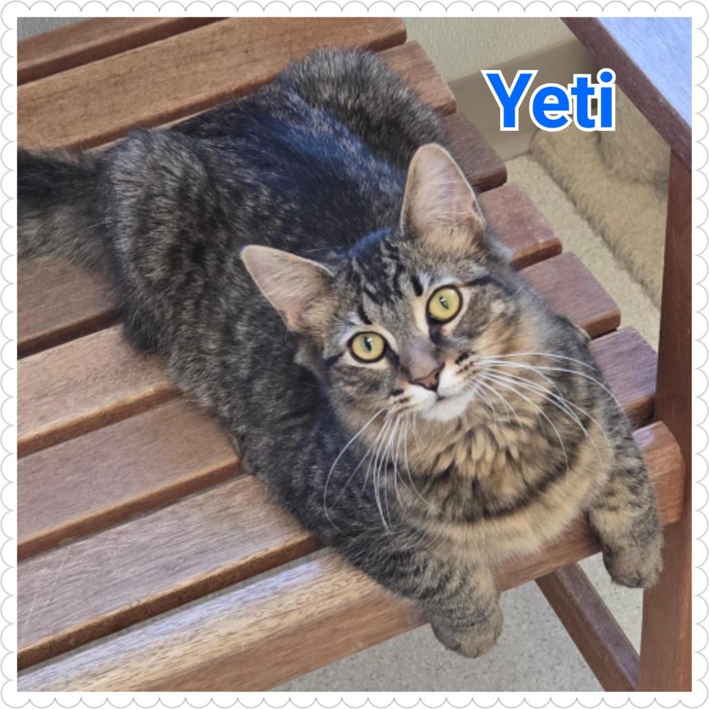 Enlarge Yeti (nka Percy), a Adopted mixed breed in North Saint Paul, MN image 6/6