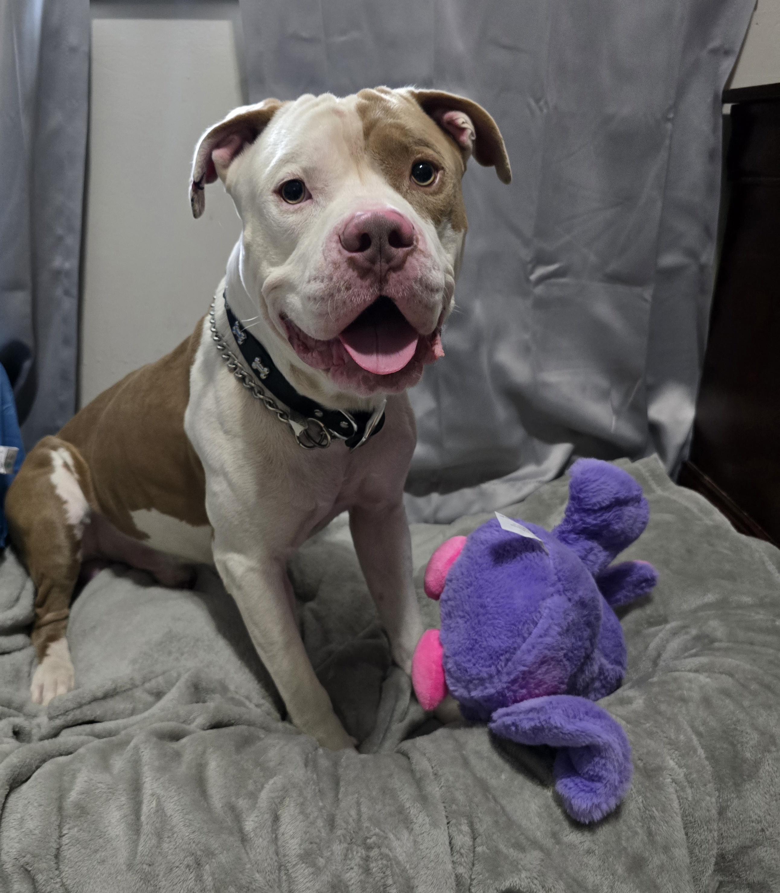 Cletus, Adoptable, Adult Male Mixed Breed.