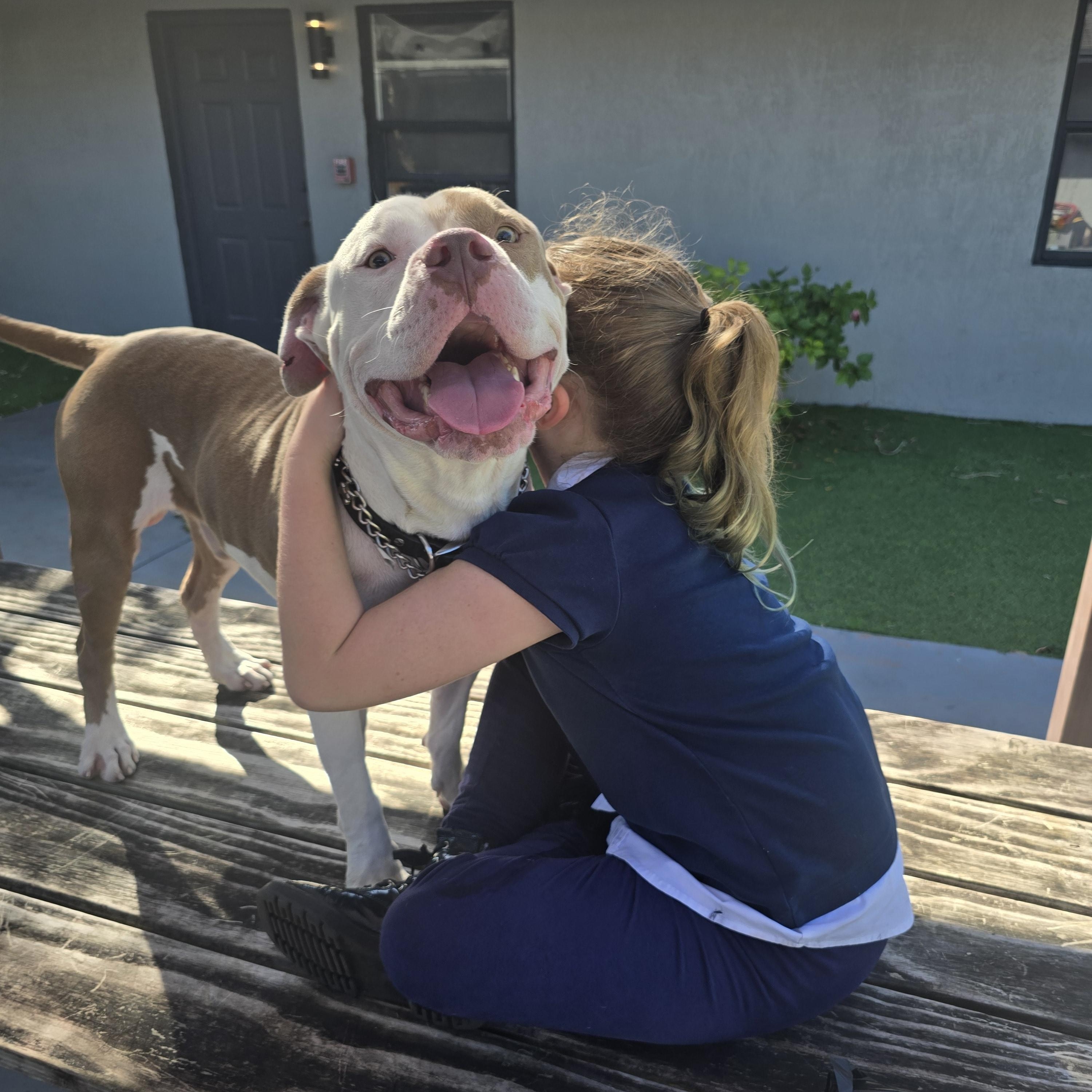 Enlarge Cletus, a Adoptable mixed breed in Margate, FL image 4/5