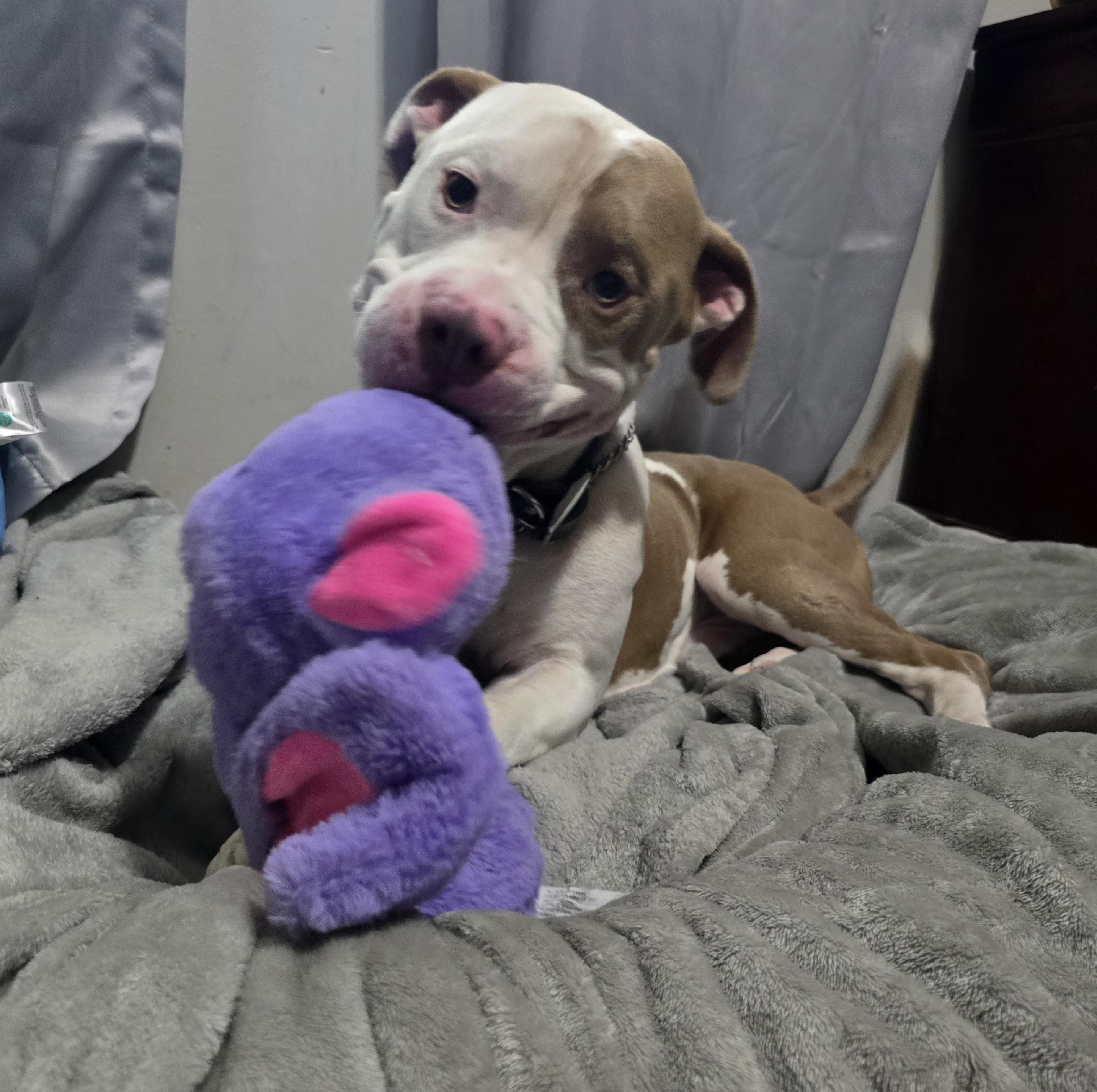 Enlarge Cletus, a Adoptable mixed breed in Margate, FL image 4/5