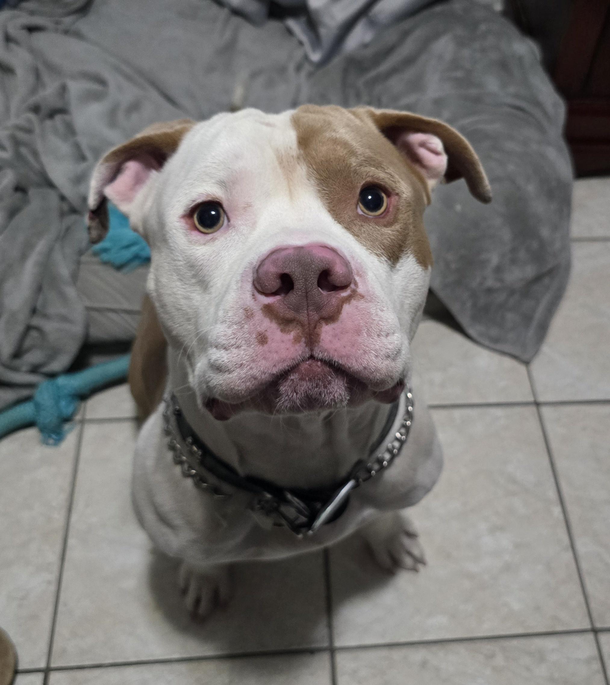 Enlarge Cletus, a Adoptable mixed breed in Margate, FL image 5/5