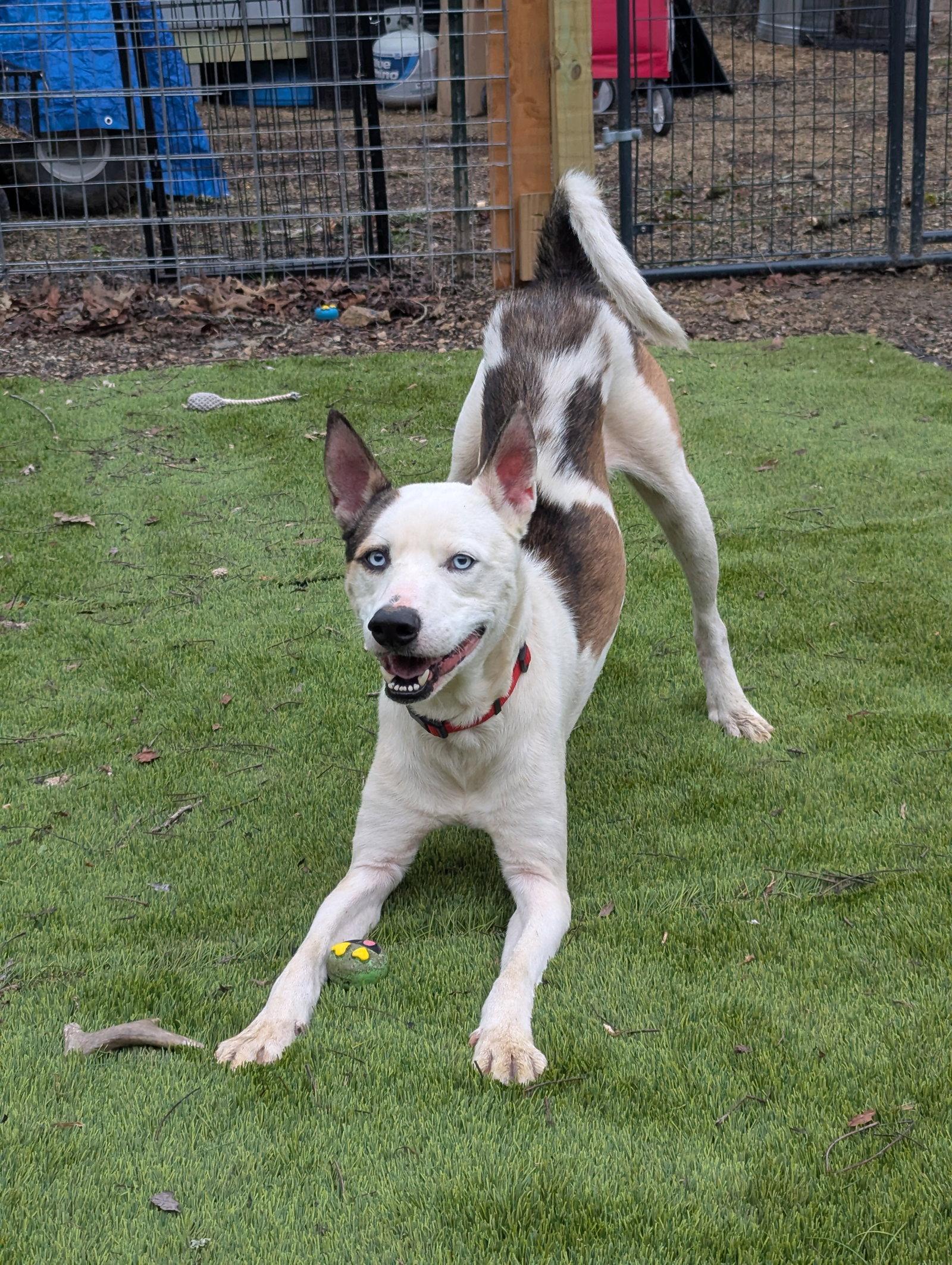 Denver, Adoptable, Young Male Husky.