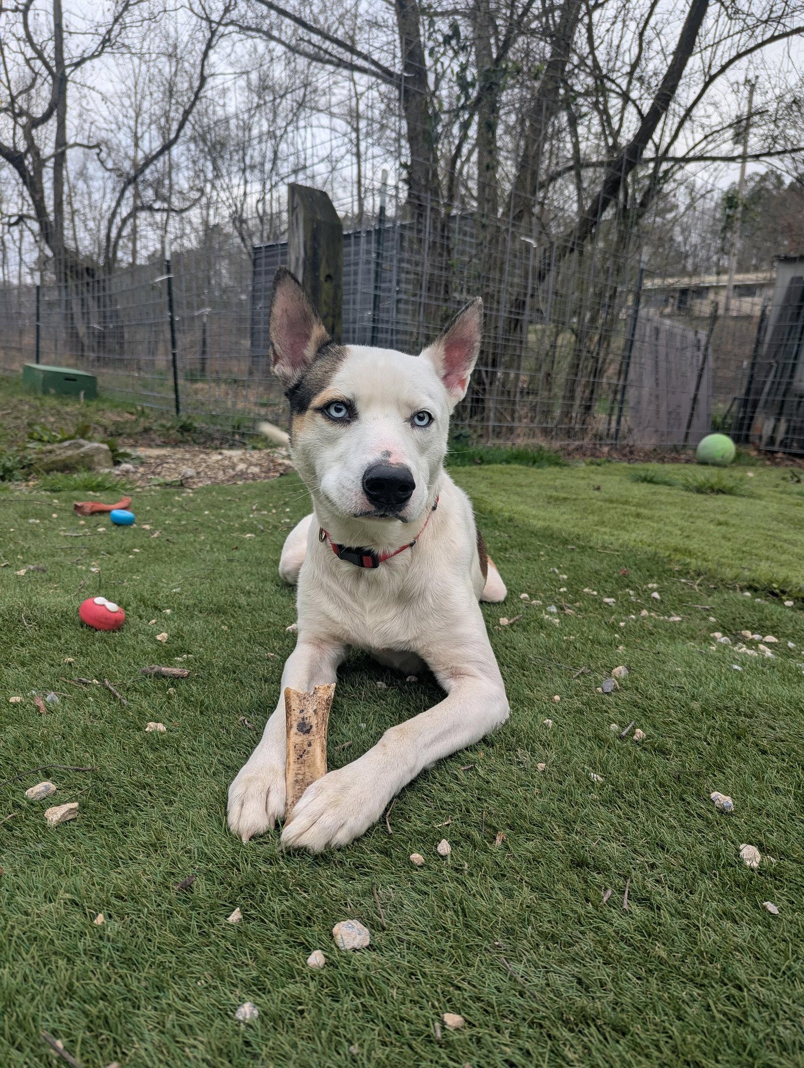 Denver, Adoptable, Young Male Husky.