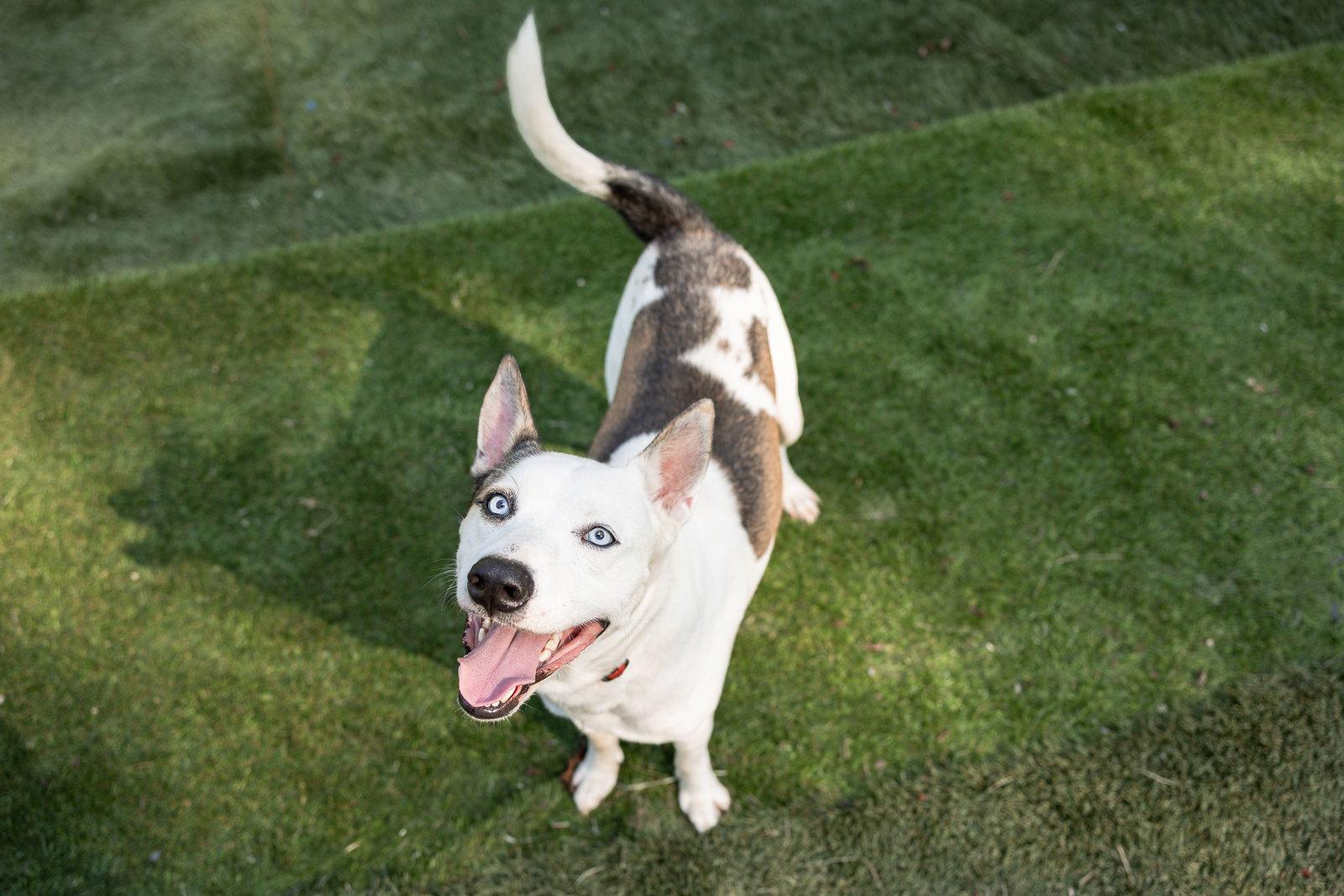 Enlarge Denver, a Adoptable Husky in Calhoun, GA image 3/3