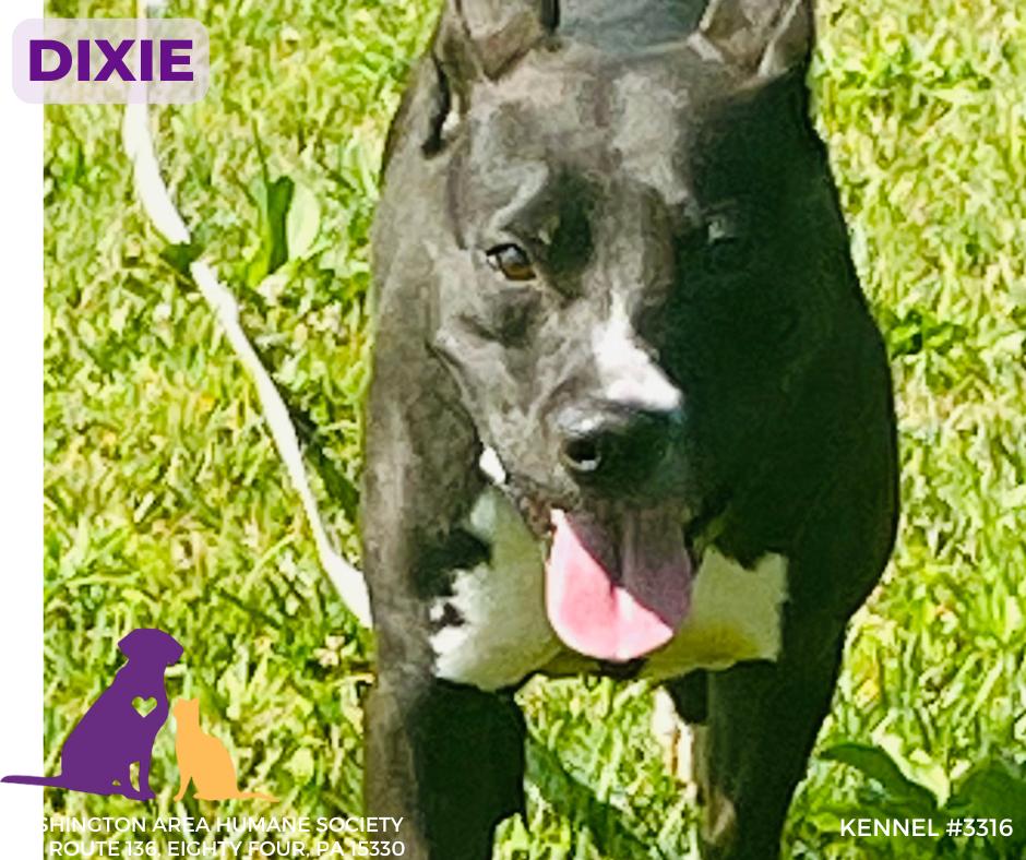 Dixie, Adoptable, Adult Female Pit Bull Terrier.