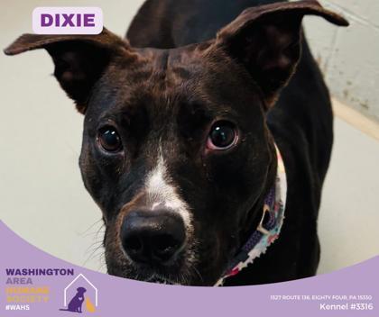 Dixie, Adoptable, Adult Female Pit Bull Terrier.