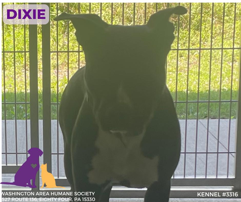 Dixie, Adoptable, Adult Female Pit Bull Terrier.